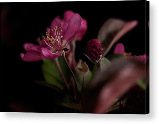 Flower Acrylic Print featuring the photograph Born Again by Mike Eingle