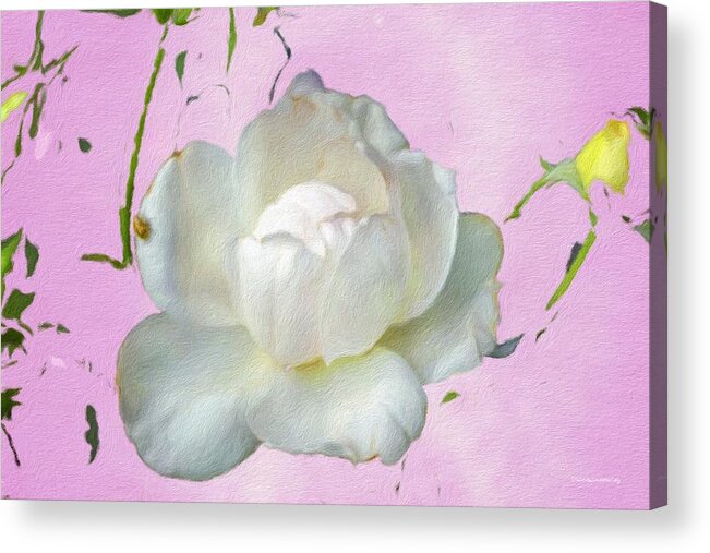 Rose Acrylic Print featuring the photograph Bo's a Ten by Diane Lindon Coy