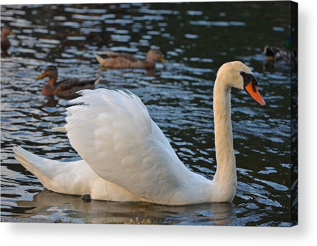 Boston Acrylic Print featuring the photograph Boston Public Garden Swan amongst the ducks ruffled feathers by Toby McGuire