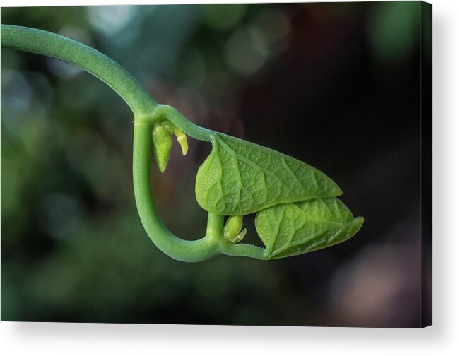 Leaf Acrylic Print featuring the photograph Botanical Macro by Lilia S