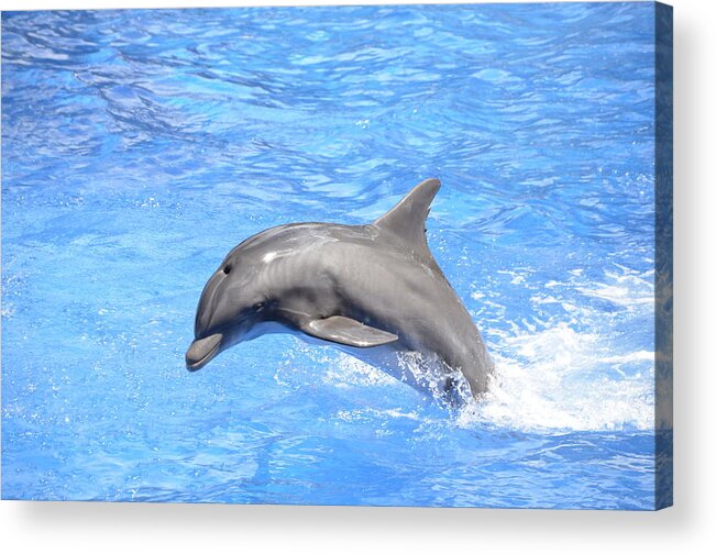 Dolphin Acrylic Print featuring the photograph Bottlenose Dolphin Jumping in Pool by Artful Imagery