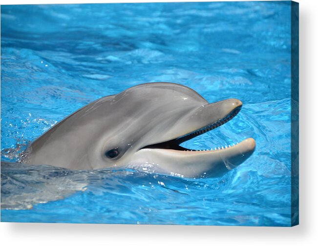 Dolphin Acrylic Print featuring the photograph Bottlenose Dolphin with Mouth Open by Scott H Phillips