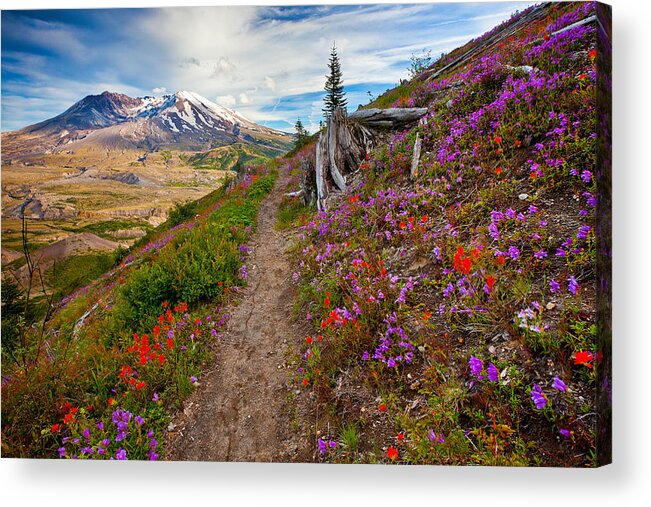 Mount Saint Helens Acrylic Print featuring the photograph Boundary Trail by Darren White