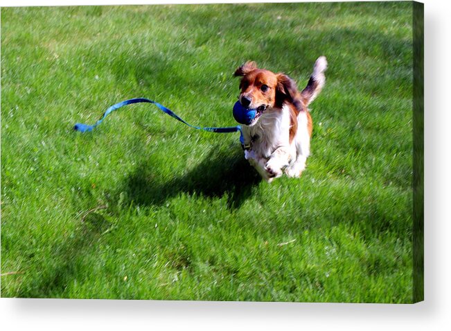 Dog Acrylic Print featuring the photograph Bounding joy by Jean Evans