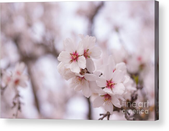 Blossoms Acrylic Print featuring the photograph Branch Blossoms by Ana V Ramirez