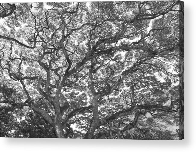 Branches Acrylic Print featuring the photograph Branches by Jeff Cook