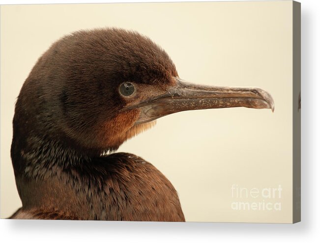 Natural Acrylic Print featuring the photograph Brandt's Cormorant In Detail by Max Allen