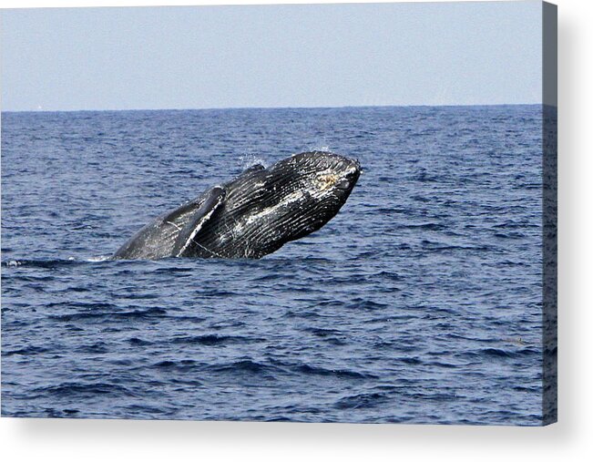 Humpback Whale Acrylic Print featuring the photograph Breach and Breath #7 by Shoal Hollingsworth