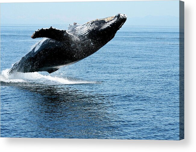 Alaska Acrylic Print featuring the photograph Breaching humpback whales Happy-2 by Steve Darden
