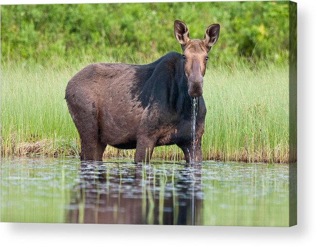 Moose Acrylic Print featuring the photograph Breakfast at Moosehead by Brent L Ander
