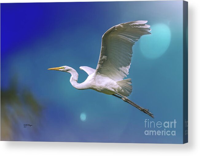 Egrets Acrylic Print featuring the photograph Breakin Dawn Flyer-The Great Egret by DB Hayes