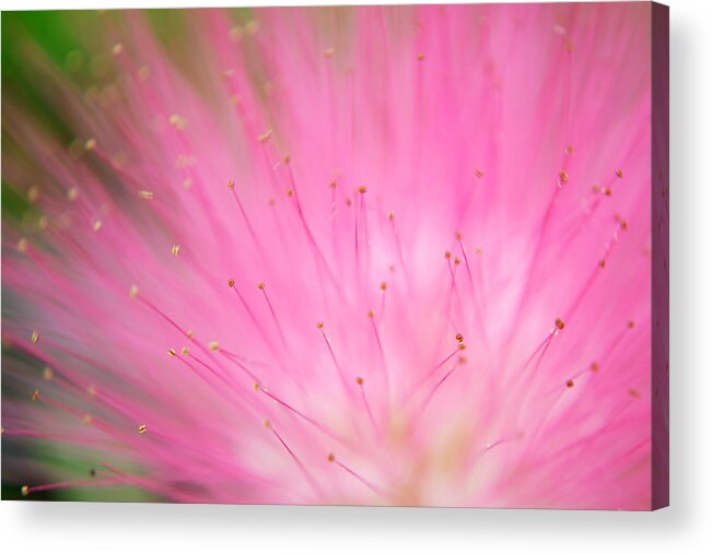 Flower Acrylic Print featuring the photograph Breaking Loose by Melanie Moraga