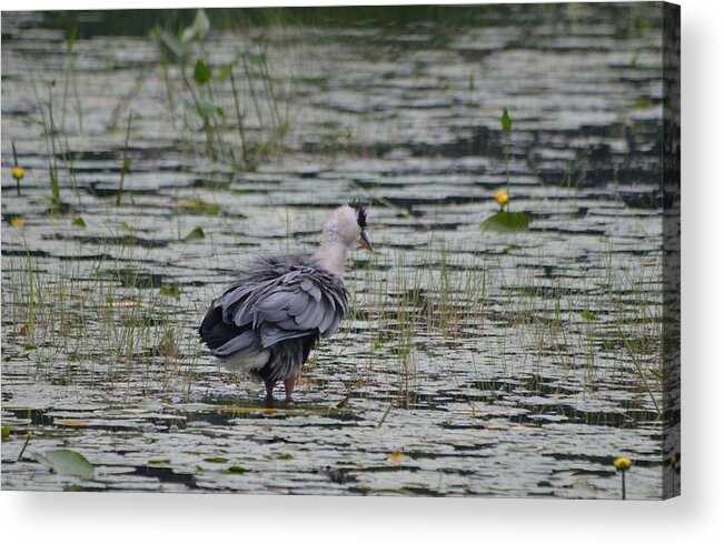 Great Blue Heron Acrylic Print featuring the photograph Breezy Blue- Great Blue Heron by David Porteus