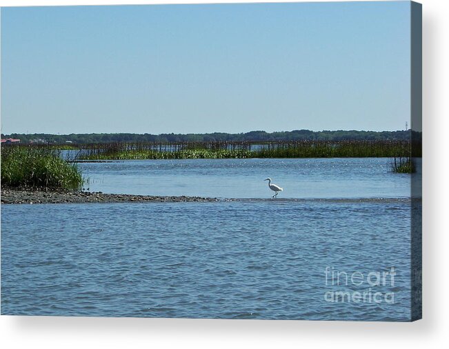 Bird Acrylic Print featuring the photograph Bridging the Gap by Carol Bradley