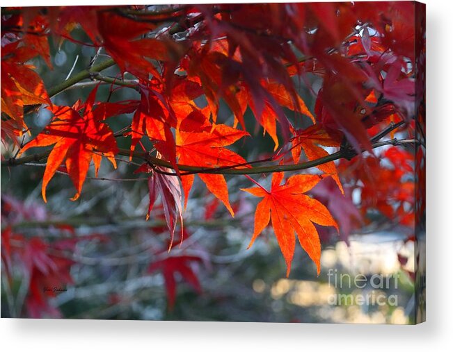 Autumn Acrylic Print featuring the photograph Bright Autumn Leaves by Yumi Johnson