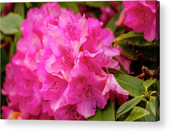 Azalea Acrylic Print featuring the photograph Bright Pink Rhododendron by Teri Virbickis