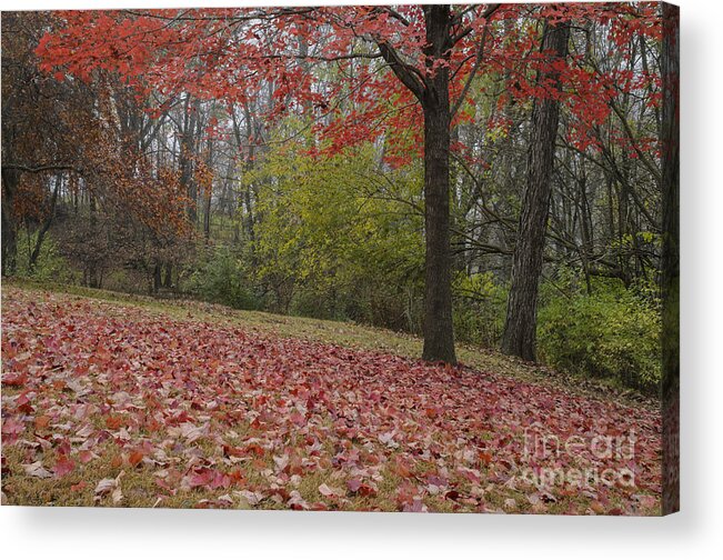 Red Maple Tree Acrylic Print featuring the photograph Bright Red Maple Tree by Tamara Becker