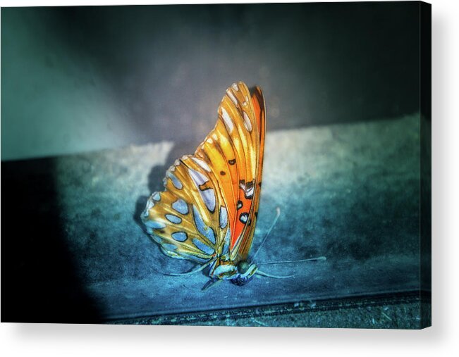 Butterfly Acrylic Print featuring the digital art Bright Wings by Terry Davis