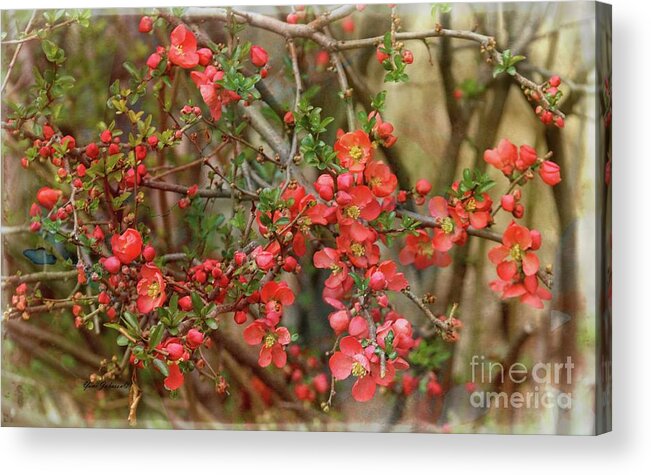 Japanese Quince Acrylic Print featuring the photograph Brighten my garden by Yumi Johnson