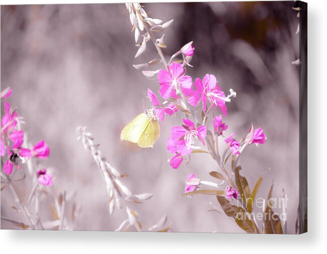 Animal Acrylic Print featuring the photograph Brimstone butterfly by Amanda Mohler