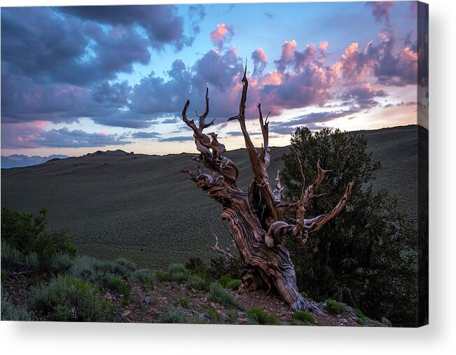 Landscape Acrylic Print featuring the photograph Bristlecone Pine Sunset 2 by Scott Cunningham