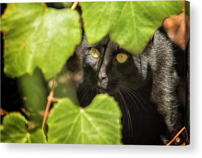 Cat Acrylic Print featuring the photograph Brita's Cat by Belinda Greb