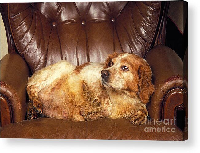 Adult Acrylic Print featuring the photograph Brittany Spaniel by Gerard Lacz