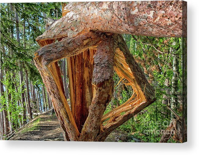 Pine Acrylic Print featuring the photograph Broken in the Forest by CJ Benson