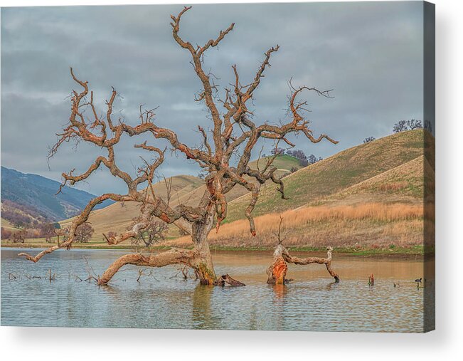 Landscape Acrylic Print featuring the photograph Broken Tree in Water by Marc Crumpler