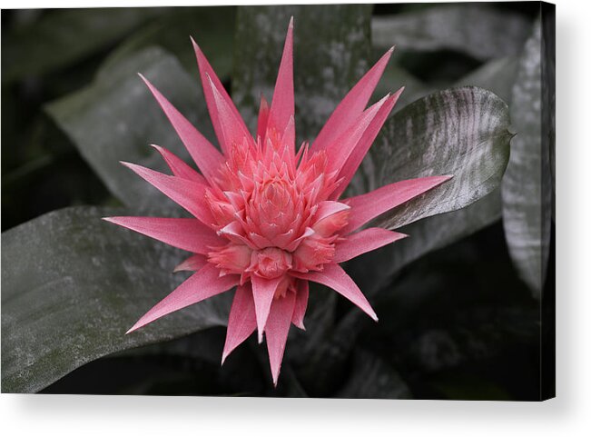 Spiky Acrylic Print featuring the photograph Bromeliad by Tammy Pool
