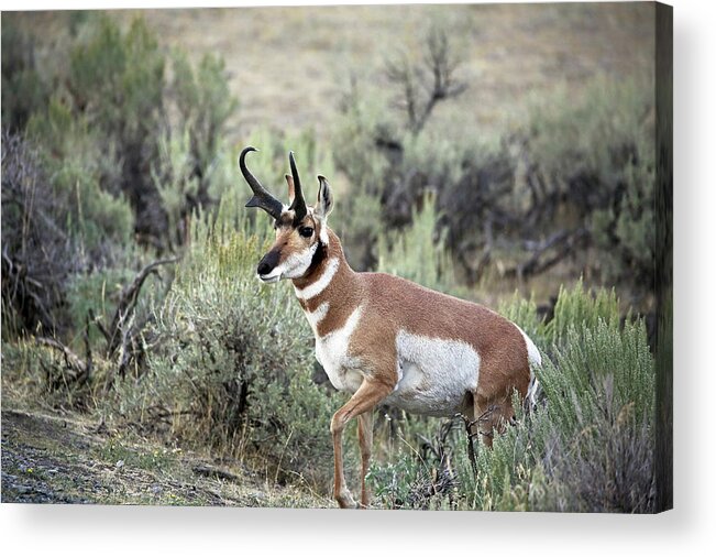 Pronghorn Antelope Acrylic Print featuring the photograph Pronghorn Buck by Jean Clark