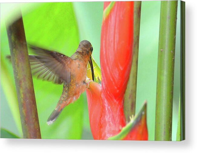 Heliconia Acrylic Print featuring the photograph Bronzy Hermit on Heliconia by Ted Keller