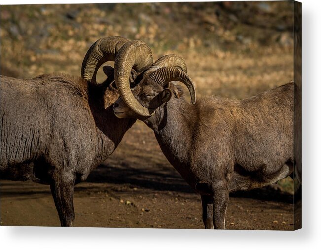 Rams Acrylic Print featuring the photograph Brotherly Love by Gary Kochel