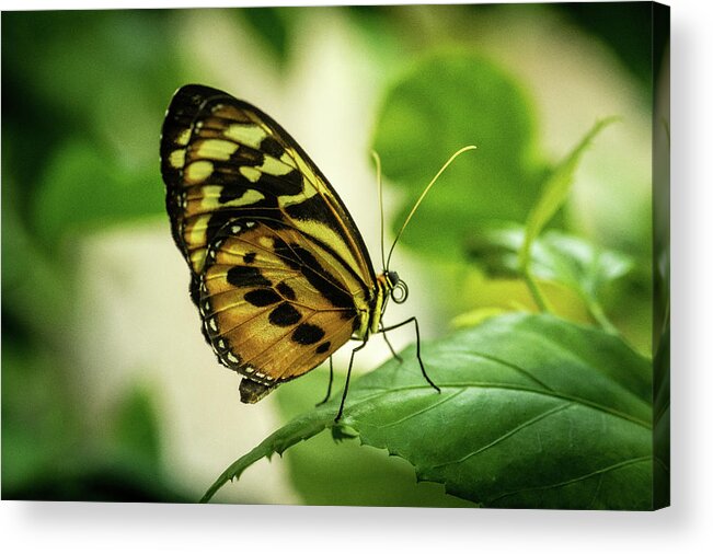 Brown Acrylic Print featuring the photograph Brown and Black Tropical Butterfly Resting by Douglas Barnett
