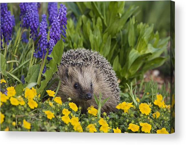 Mp Acrylic Print featuring the photograph Brown-breasted Hedgehog Erinaceus by Konrad Wothe