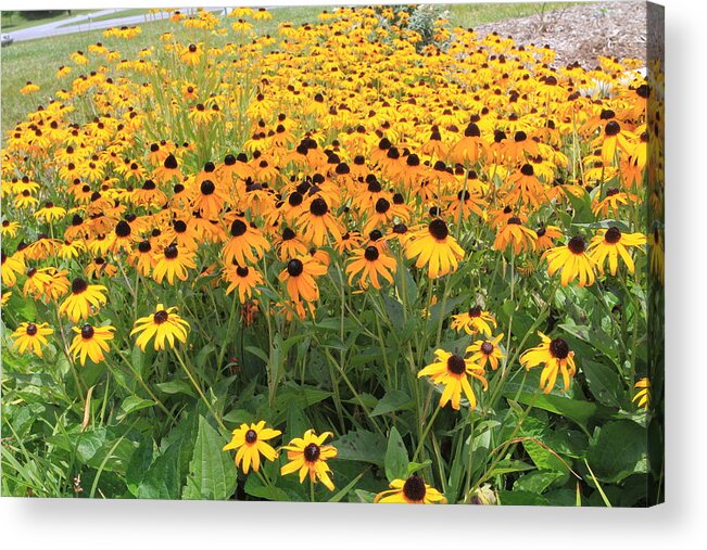 Flowers Acrylic Print featuring the photograph Brown-Eyed Susans by Karen Ruhl