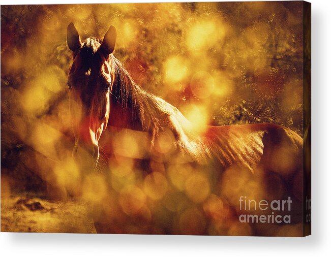 Horse Acrylic Print featuring the photograph Brown Horse Portrait In Summer Day by Dimitar Hristov