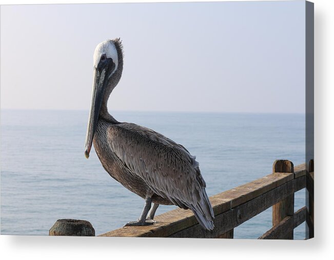 Brown Pelican Acrylic Print featuring the photograph Brown Pelican by Christy Pooschke