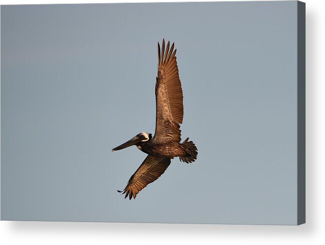 Florida Acrylic Print featuring the photograph Brown Pelican In Flight No. 2 by Janice Adomeit