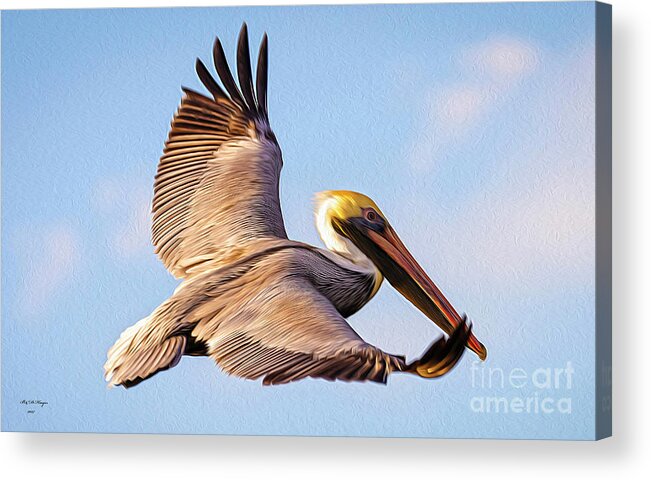 Nature Acrylic Print featuring the digital art Brown Pelican In Flight - TWO by DB Hayes