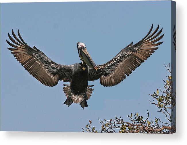 Brown Pelican Acrylic Print featuring the photograph Brown Pelican by Larry Linton