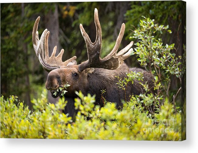 Bull Moose Acrylic Print featuring the photograph Browser by Aaron Whittemore