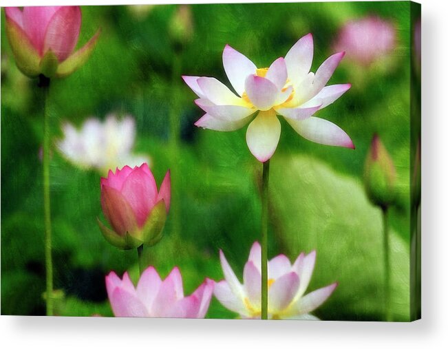 Lotus Acrylic Print featuring the photograph Brushed Lotus by Edward Kreis