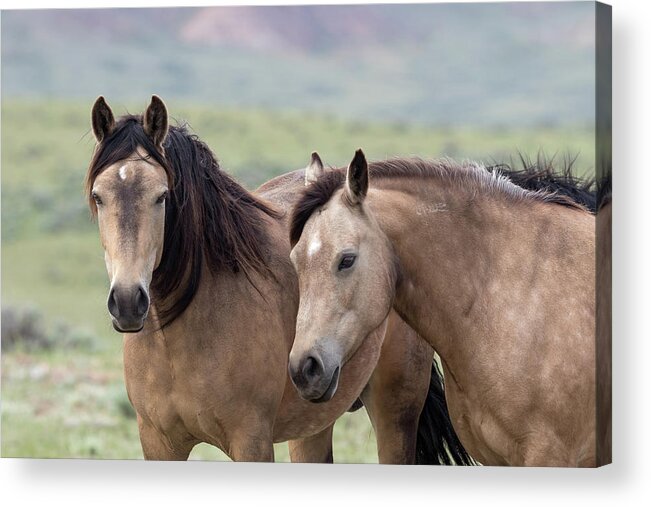 Buckskins Acrylic Print featuring the photograph Buckskins by Ronnie And Frances Howard