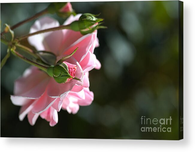 Mary Mackillop Rose Variety Acrylic Print featuring the photograph Bud With Parent Rose by Joy Watson