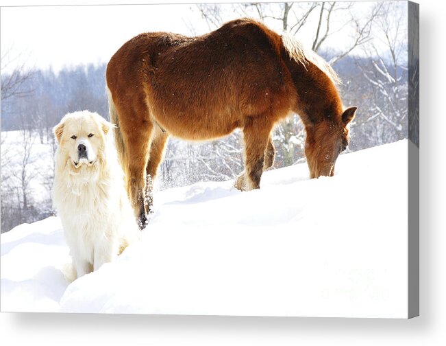 Great Pyrenees Acrylic Print featuring the photograph Buddies by Thomas R Fletcher
