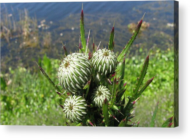 Thistle Acrylic Print featuring the photograph Budding Thistle by T Guy Spencer