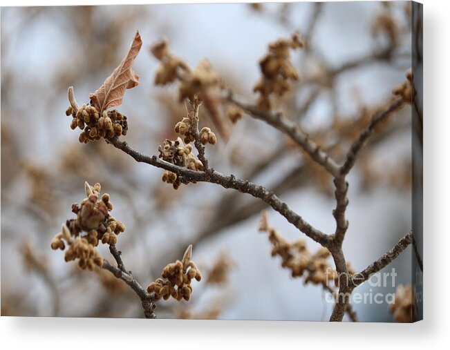 Gray Acrylic Print featuring the photograph Buds on Winter Branch in Brown and Gray by Carol Groenen