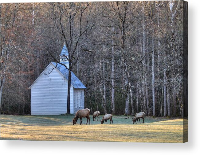 Cataloochee Acrylic Print featuring the photograph Bull Elk Attending Palmer Chapel in the Great Smoky Mountains National Park by Carol Montoya