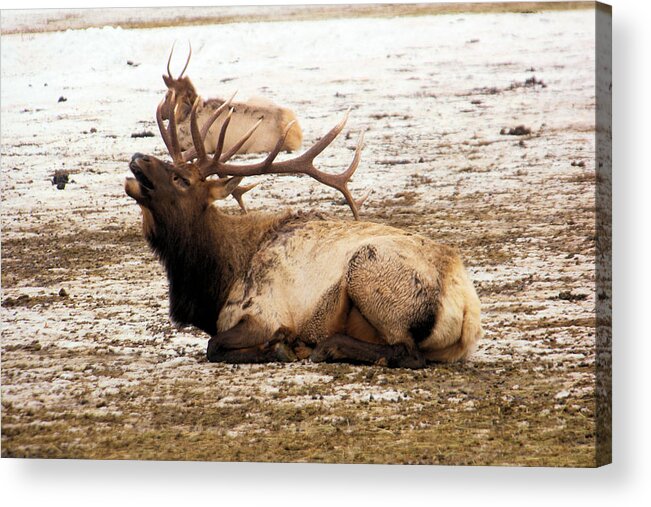 Elk Acrylic Print featuring the photograph Bull elk calls out by Jeff Swan